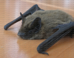 Jeune Pipistrelle de Kuhl (Pipistrellus kuhli) de l'année